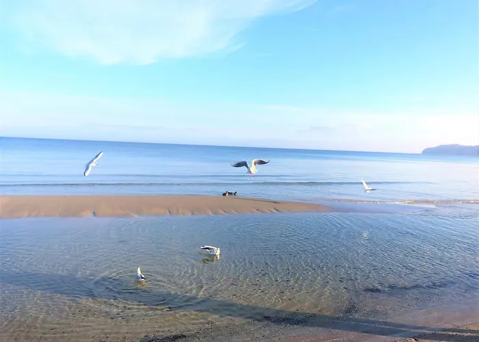 Jugendglueck - Gelbe Lilie בינץ